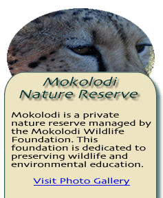 Mokolodi Photo Gallery 1